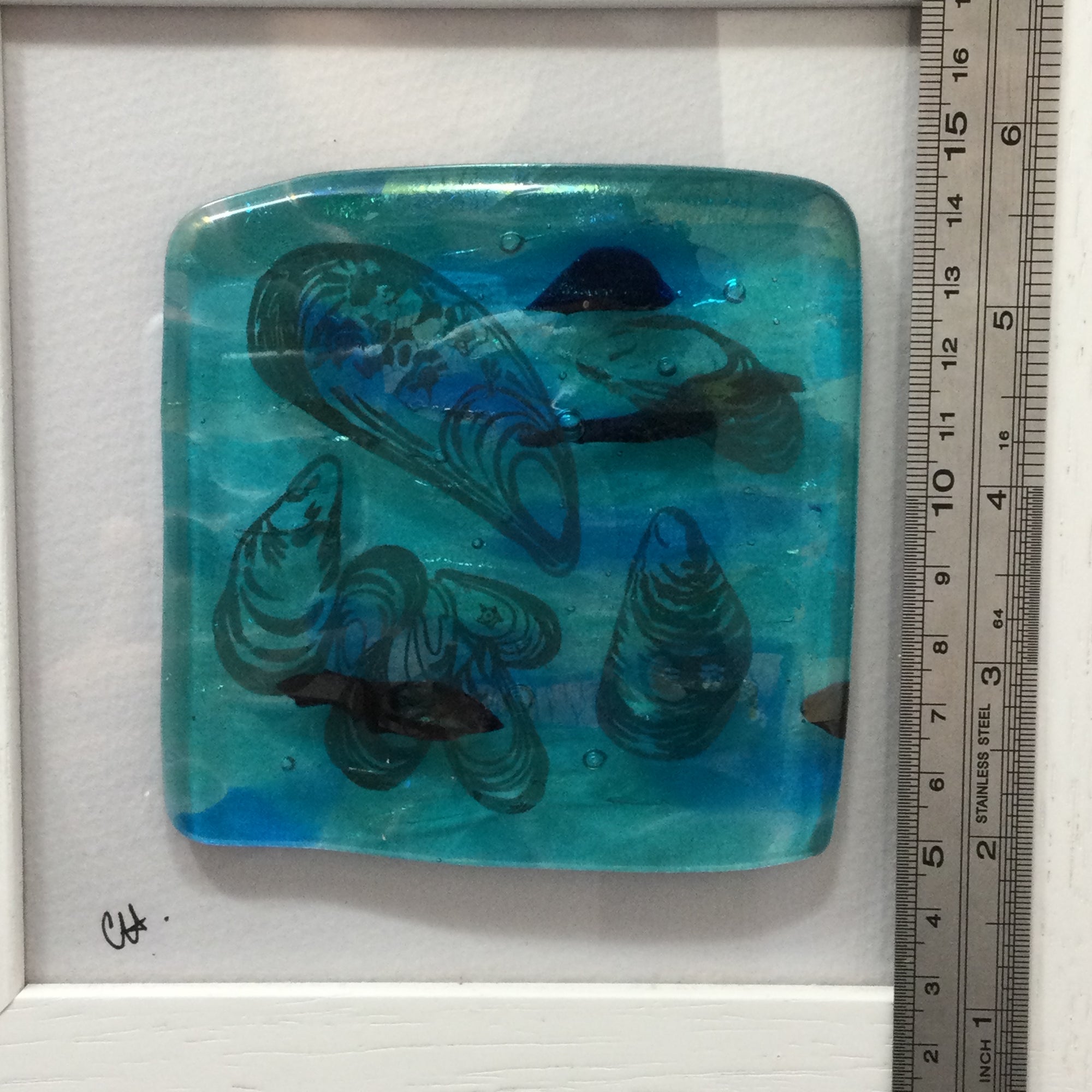 Fused Glass Framed Group of Mussel Shells